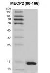 Recombinant MECP2 (80-166) protein Coomassie gel