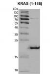 Recombinant KRAS (1-186) Coomassie gel