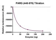 Recombinant PARG (448-976) protein ELISA assay