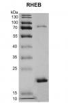 Recombinant RHEB protein Coomassie gel