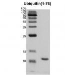 Recombinant Ubiquitin (1-76) protein Coommassie gel