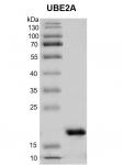 Recombinant UBE2A protein