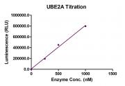 Recombinant UBE2A Activity Assay