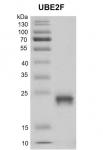 Recombinant UBE2F protein