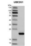 Recombinant UBE2G1 protein