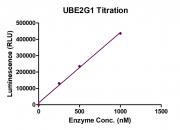 Recombinant UBE2G1 Activity Assay