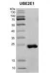 Recombinant UBE2E1 protein
