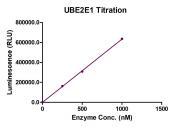 Recombinant UBE2E1 Activity Assay