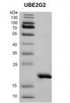 Recombinant UBE2A protein