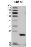 Recombinant UBE2A protein