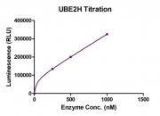 Recombinant UBE2A Activity Assay