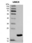 Recombinant UBE2I protein