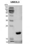 Recombinant UBE213 protein gel.