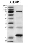 Recombinant UBE2D2 protein gel.