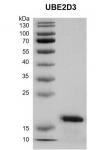 Recombinant UBE2D3 protein gel.