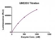 Recombinant UBE2D3 protein activity assay.