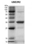 Recombinant UBE2R2 protein gel.