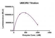 Recombinant UBE2R2 protein activity assay.