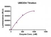 Recombinant UBE2D4 protein activity assay.