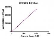 Recombinant UBE2E2 protein activity assay.