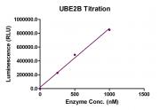 Recombinant UBE2B protein activity assay.