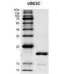Recombinant UBE2C protein gel.