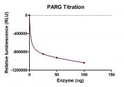 Recombinant PARG protein activity assay.