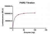 Recombinant PARG protein activity assay.