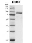 Recombinant XRCC1 protein gel