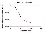 Recombinant XRCC1 protein activity assay.
