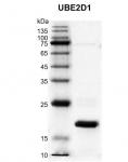 Recombinant UBE2D1 protein Coommassie gel