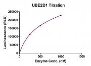 Recombinant UBE2D1 protein activity assay