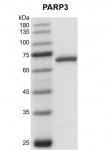 Recombinant PARP-3 protein