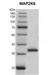 Recombinant MAP2K6 (MEK6) protein Coommassie gel
