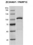 Recombinant PARP-13 protein Coomassie gel