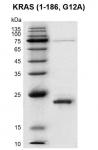 Recombinant KRAS (1-186) Coomassie gel