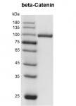 Recombinant beta-Catenin protein Coomassie gel