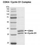 Recombinant CDK4/Cyclin D1 protein gel