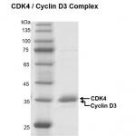 Recombinant CDK4/Cyclin D2 protein gel