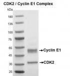 Recombinant CDK2/Cyclin E1 protein gel