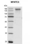 Recombinant NFATC3 protein Coomassie gel