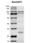 Recombinant RanGAP1 protein gel