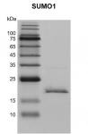 Recombinant SUMO1 protein gel