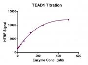 Recombinant TEAD1 protein HTRF activity assay