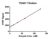 Recombinant TEAD1 protein HTRF activity assay