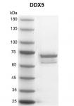 Recombinant DDX5 protein