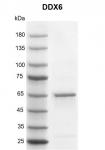 Recombinant DDX6 protein gel