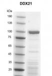 Recombinant DDX21 protein gel