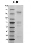 Recombinant GLI1 protein