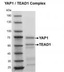 Recombinant YAP1 / TEAD1 protein gel